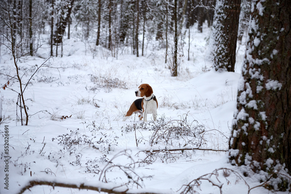 A beagle dog walking in a snowy forest, selective focus A beagle dog walking in a snowy forest, selective focus