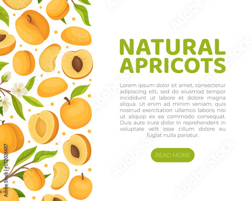 Apricot Card Design with Ripe Fruit Vector Template