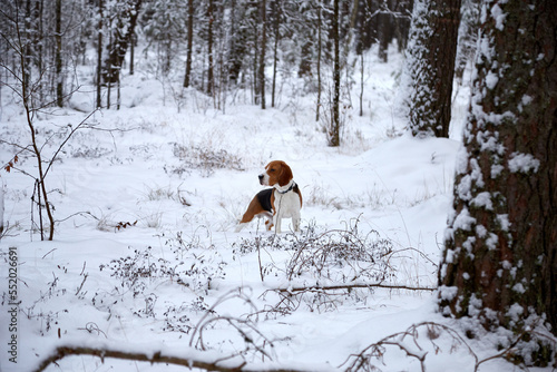 A beagle dog walking in a snowy forest, selective focus