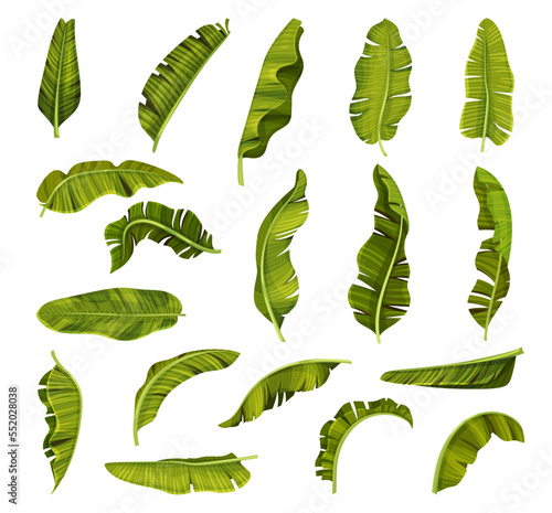 Tropical Green Banana Leaves with Stem Big Vector Set