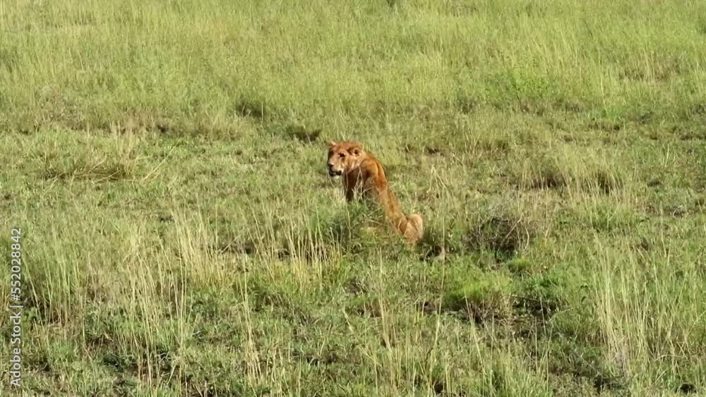 Static shot of a single lion sitting and looking around for prey in the savannah Static shot of a single lion sitting and looking around for prey in the savannah