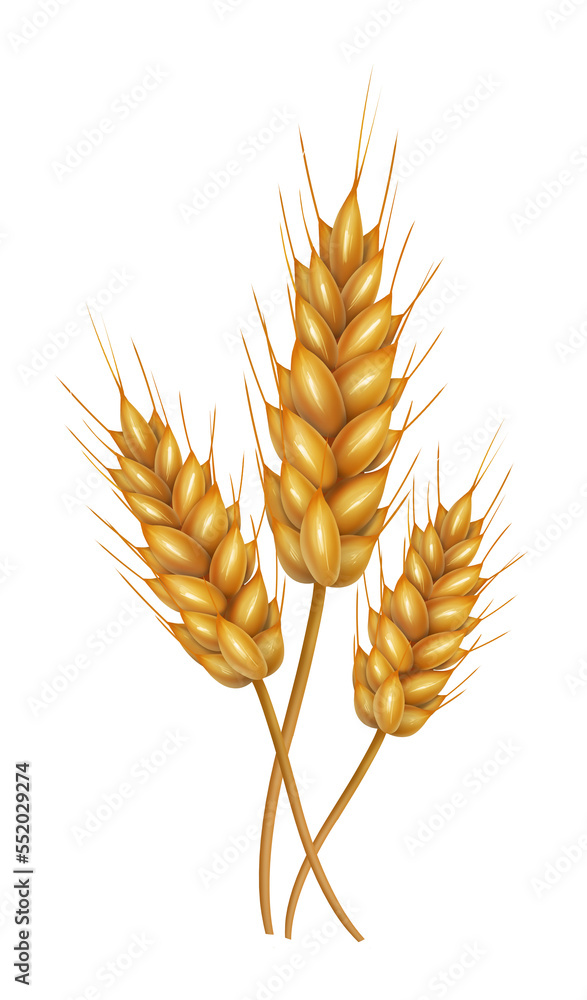 Hand-painted golden wheat grain wheat Hand-painted golden wheat grain wheat