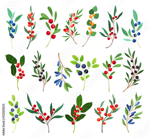 Berry Twig and Branch with Small Fruits and Green Leaf Stalk Big Vector Set