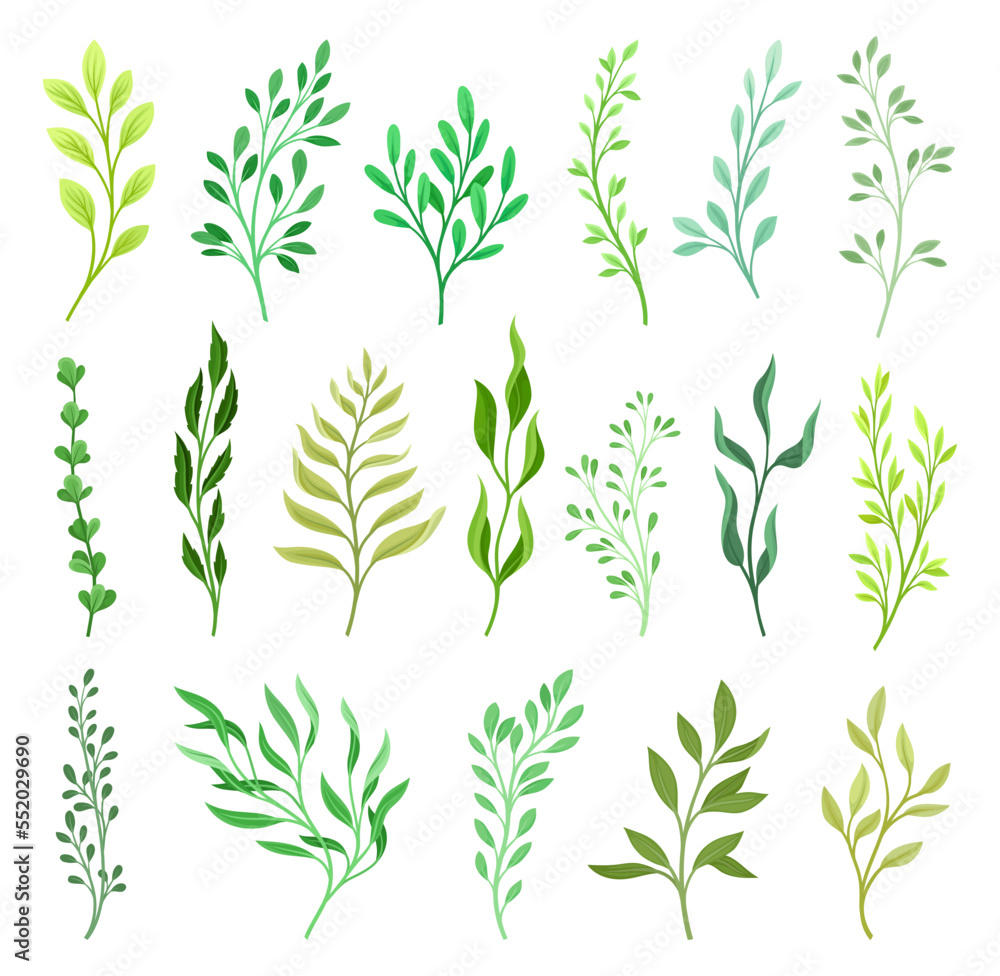 Naklejka premium Floral Branches and Twigs with Leafy Stalk or Stem Big Vector Set