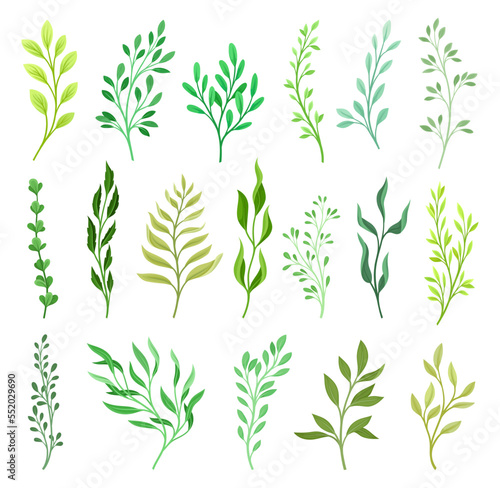 Floral Branches and Twigs with Leafy Stalk or Stem Big Vector Set