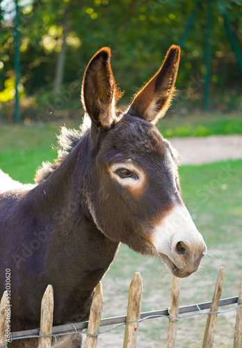 Portrait of a donkey with brown fur.  © Elly Miller