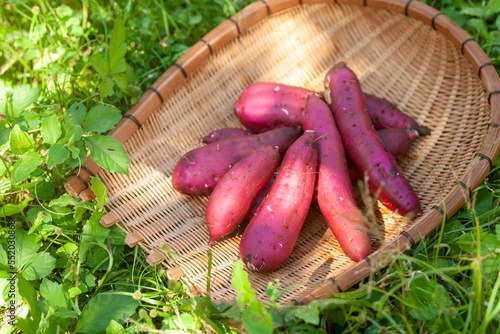 カゴに入った木漏れ日の中のさつまいも　紅はるか