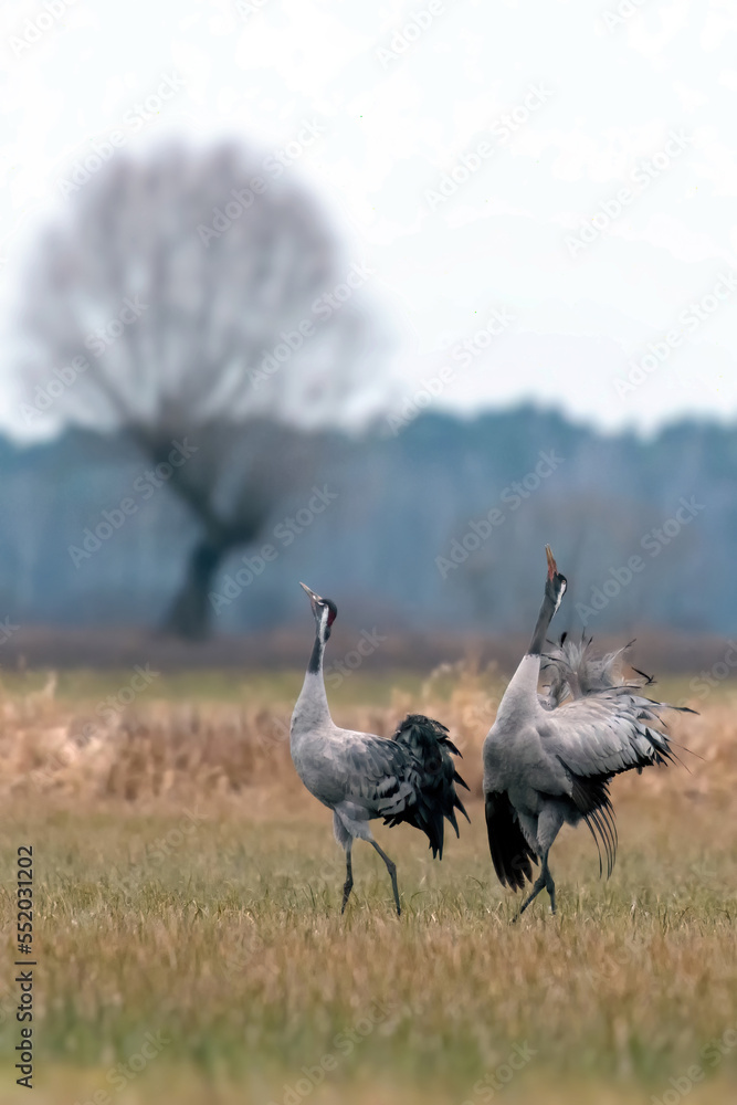 Fototapeta premium Common crane (Grus grus) in the wild. Early morning on swamp erens.