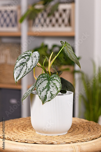 Small exotic 'Philodendron Brandtianum' houseplant with silver pattern on leaves in flower poto on table photo