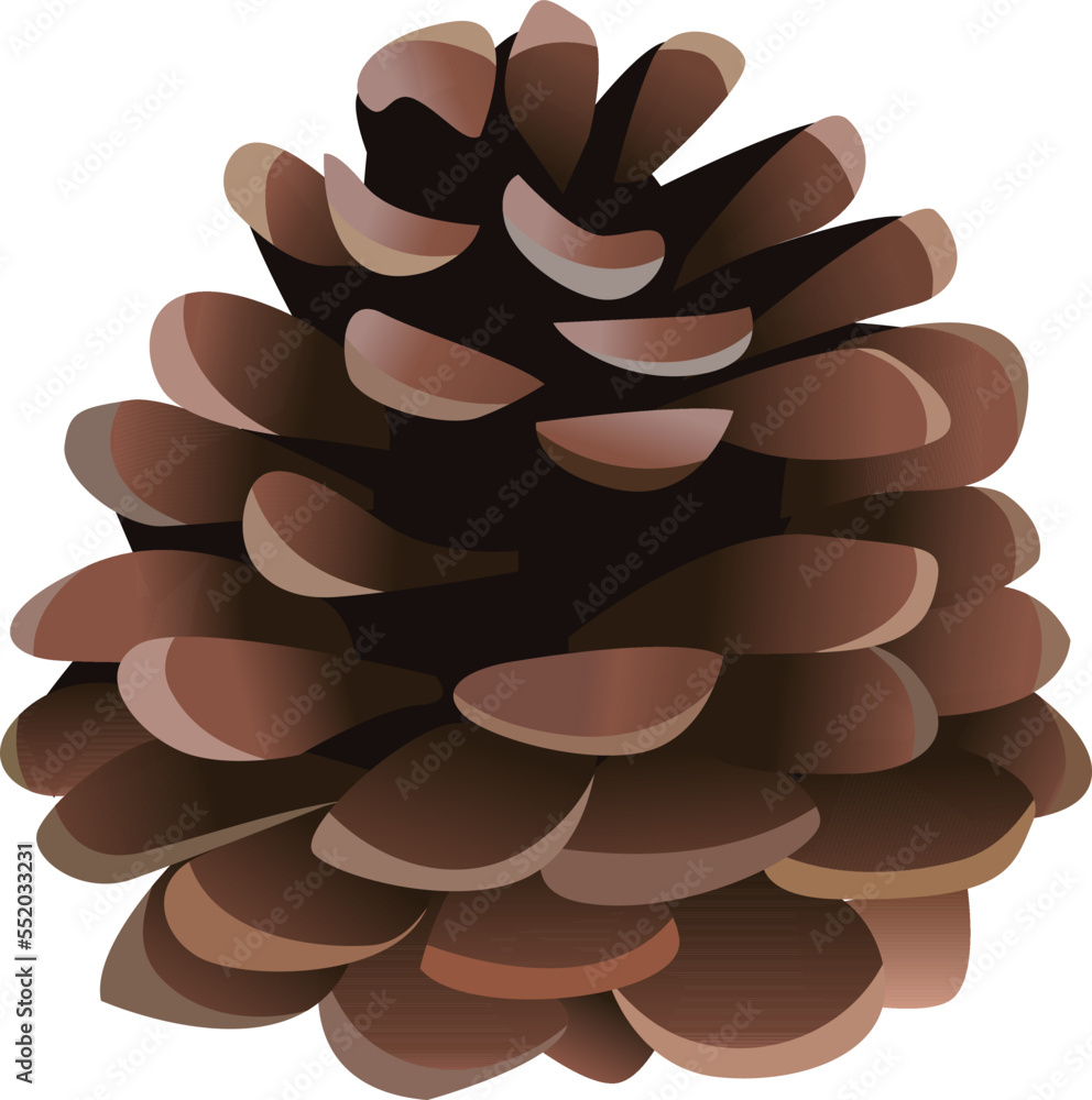 Vector pine cone isolated on white background Vector pine cone isolated on white background