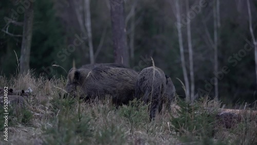Wild boars during twilight in the forest. Boar are fighting. Wild pig looking for food. European nature. 