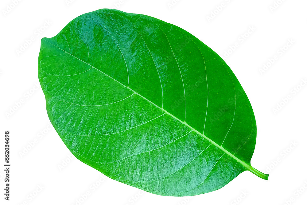 Obraz premium jackfruit leaves on Transparent background