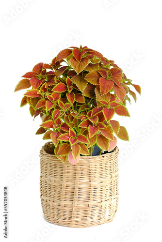 Coleus, Painted Nettle tropical tree (Plectranthus scutellarioides) are Lamiaceae plant. Orange leaves houseplant growth in rattan or wicker basket pot home decoration, isolated on white background photo