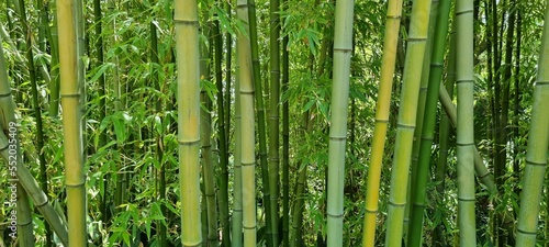 Pals Spain late July 2022 close up of bushy green bamboo in summer natural sunlight