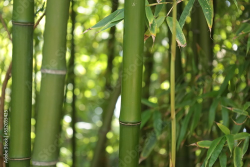 Pals Spain late July 2022 close up of bushy green bamboo in summer natural sunlight