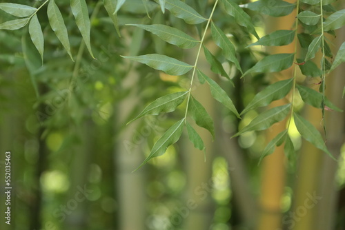 Pals Spain late July 2022 close up of bushy green bamboo in summer natural sunlight