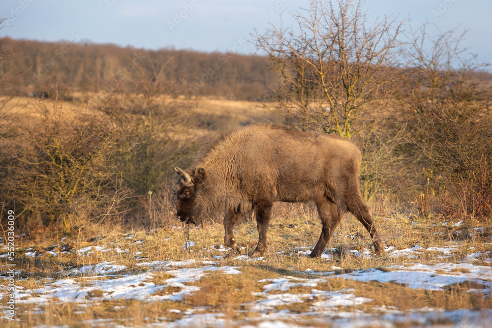 Herd of european bison hides in the bushes. Wood bison during winter time. Huge furry cow on the lend. European nature. Herd of european bison hides in the bushes. Wood bison during winter time. Huge furry cow on the lend. European nature.