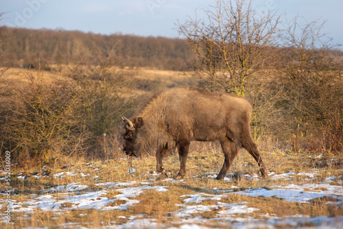 Herd of european bison hides in the bushes. Wood bison during winter time. Huge furry cow on the lend. European nature.  © prochym