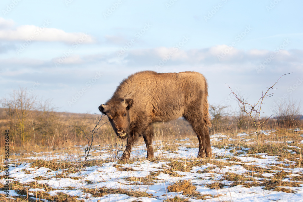 Herd of european bison hides in the bushes. Wood bison during winter