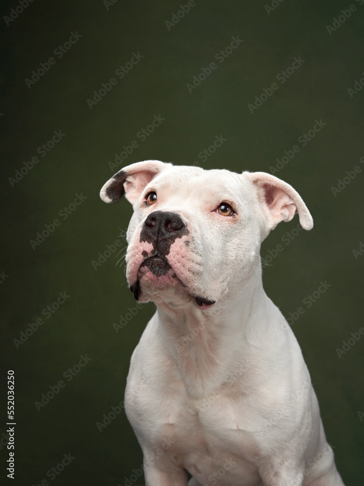 Funny dog in a hat. Happy American pit bull terrier licks his lips on a green background