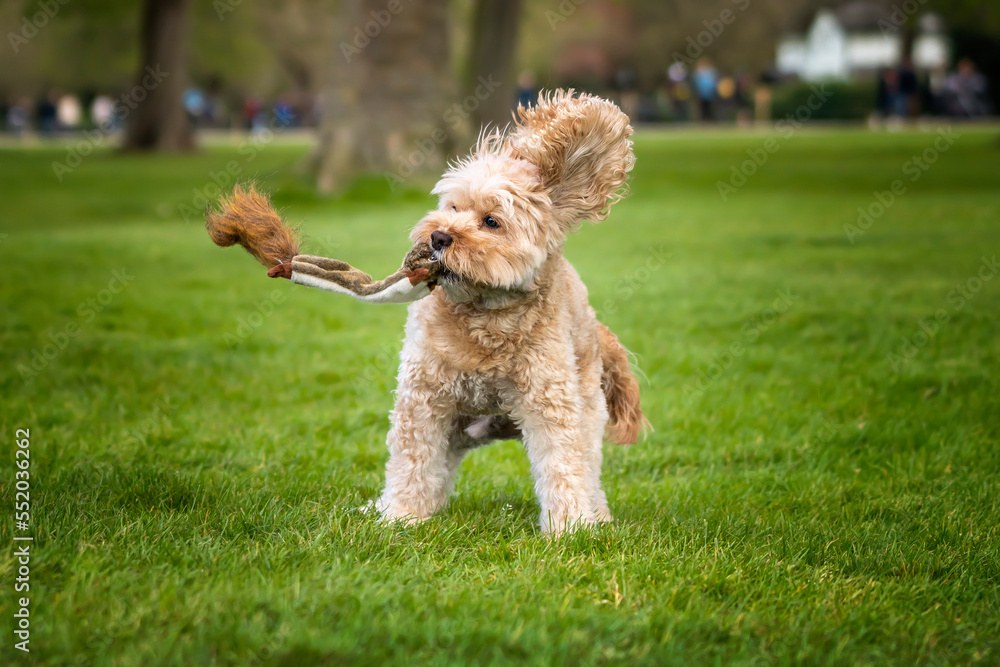 Seven year old Cavapoo playing with his toy squirrel Seven year old Cavapoo playing with his toy squirrel