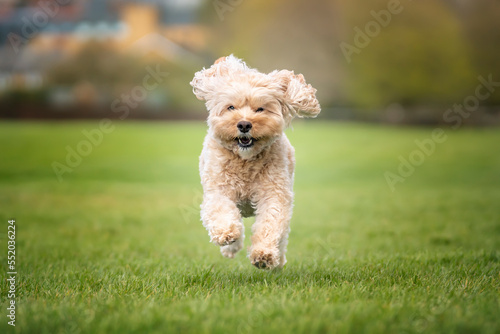 Seven year old Cavapoo on a run in the park photo
