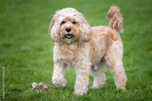 Seven year old Cavapoo playing with his toy squirrel