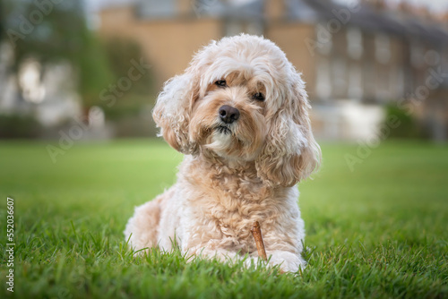 Foto Seven year old Cavapoo laying on the grass with his stick and a curious head til