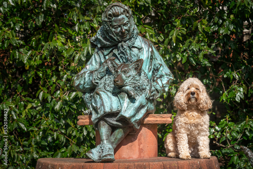 Seven year old Cavapoo sat in Windsor Seven year old Cavapoo sat in Windsor