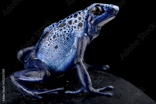 blue poison arrow frog (Dendrobates tinctorius 