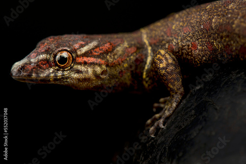 Bridled Sun Gecko (Gonatodes humeralis) photo
