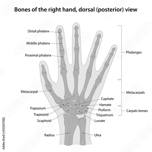 Bones of the right hand, dorsal (posterior) view photo