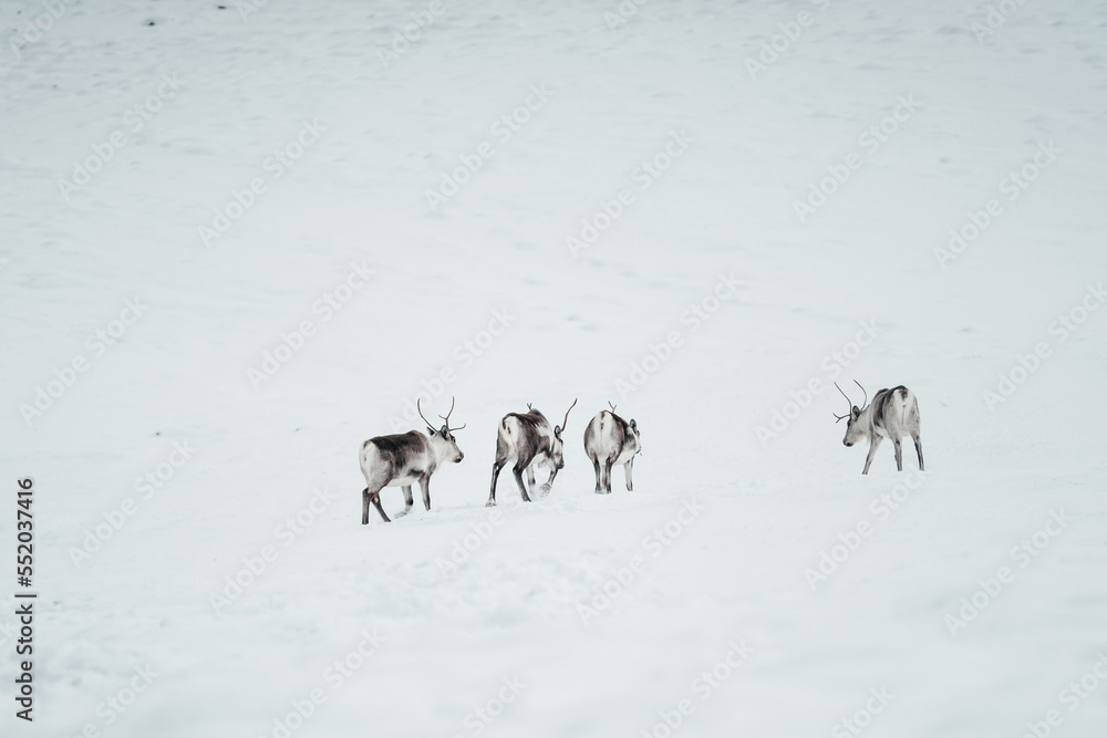 Naklejka premium Group of Reindeer in the wild and frozen nature surrounded by snow ,Iceland
