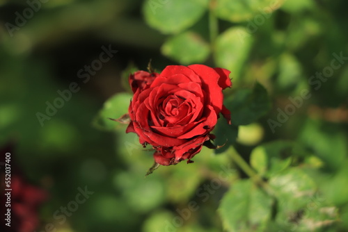 Red rose blooming in a garden