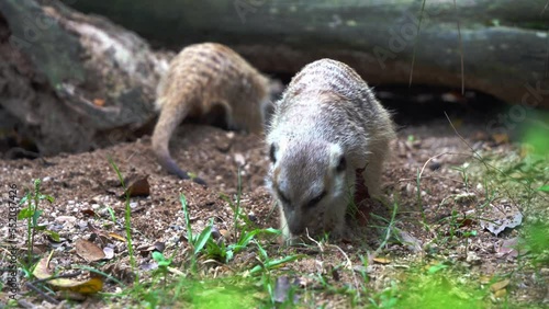 Handheld motion close up shot capturing two cute meerkats, suricata suricatta digging on the ground soil with its little foreclaws, searching and foraging for insects. photo