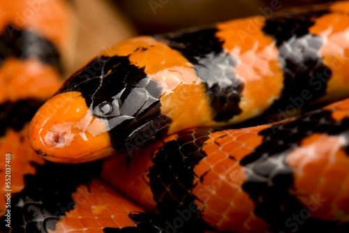 Coral Cylinder Snake (Anilius scytale scytale) photo