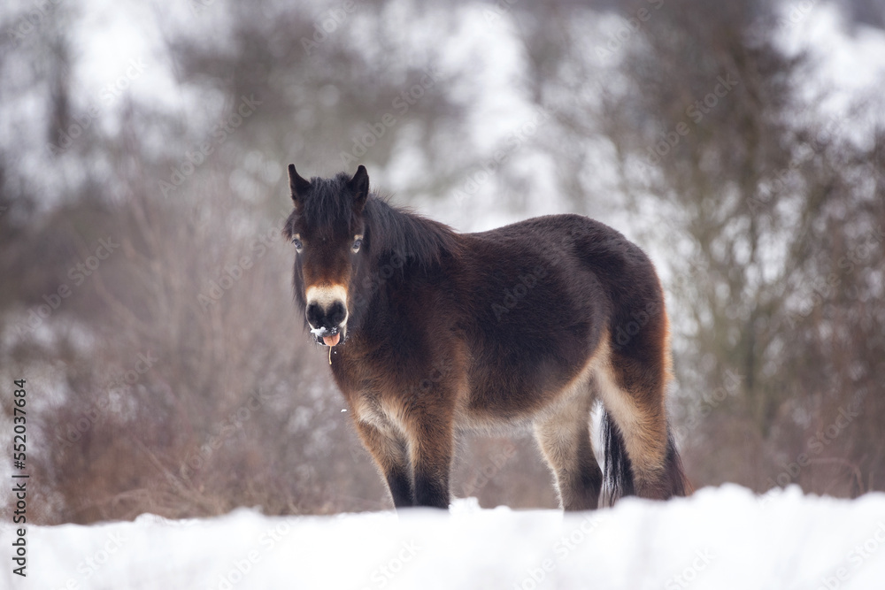 Wild horse hides in the bushes. Horse during winter time. European nature. Protected animals in people care