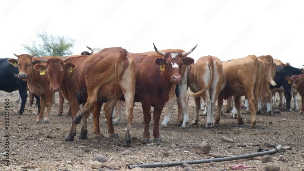 Many cows shaking their tail while standing in a field. Exterior day shot.
Many cows shaking their tail while standing in a field. Exterior day shot.
