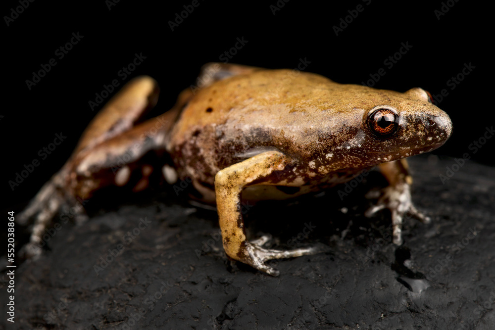 Naklejka premium Guyana Humming Frog (Chiasmocleis shudikarensis)