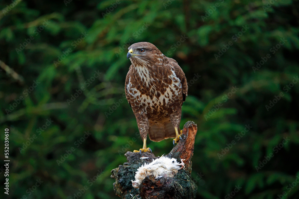 Female buzzard with its prey at a woodland site Female buzzard with its prey at a woodland site