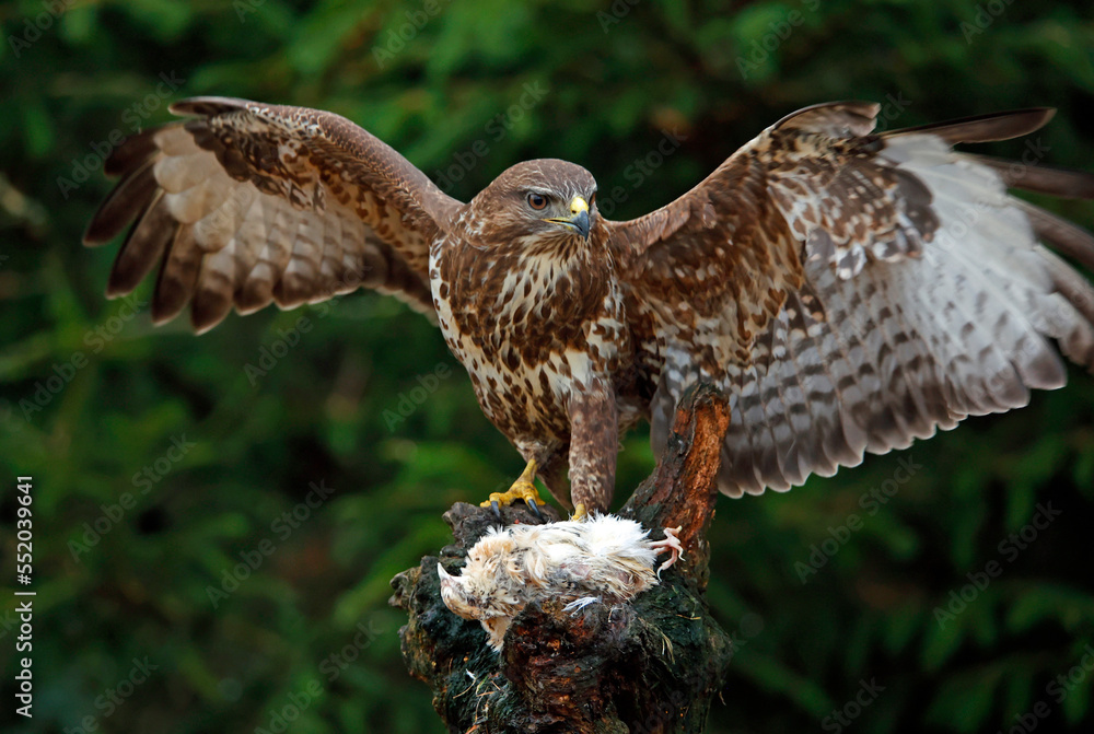 Fototapeta premium Female buzzard with its prey at a woodland site