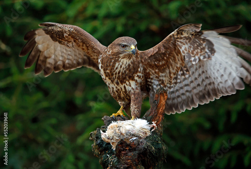 Female buzzard with its prey at a woodland site