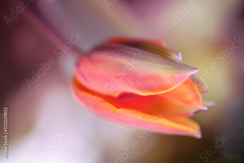 Kwiaty kolorowych tulipanów. Tulipany botaniczne. Sezon wiosenny w ogrodzie