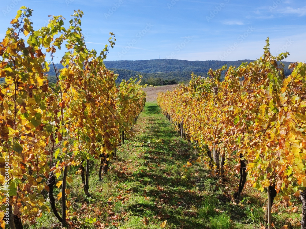 vineyards in colorful autumn colors on Fruska Gora mountain 