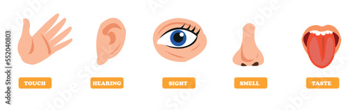 Five Senses Concept With Human Organs