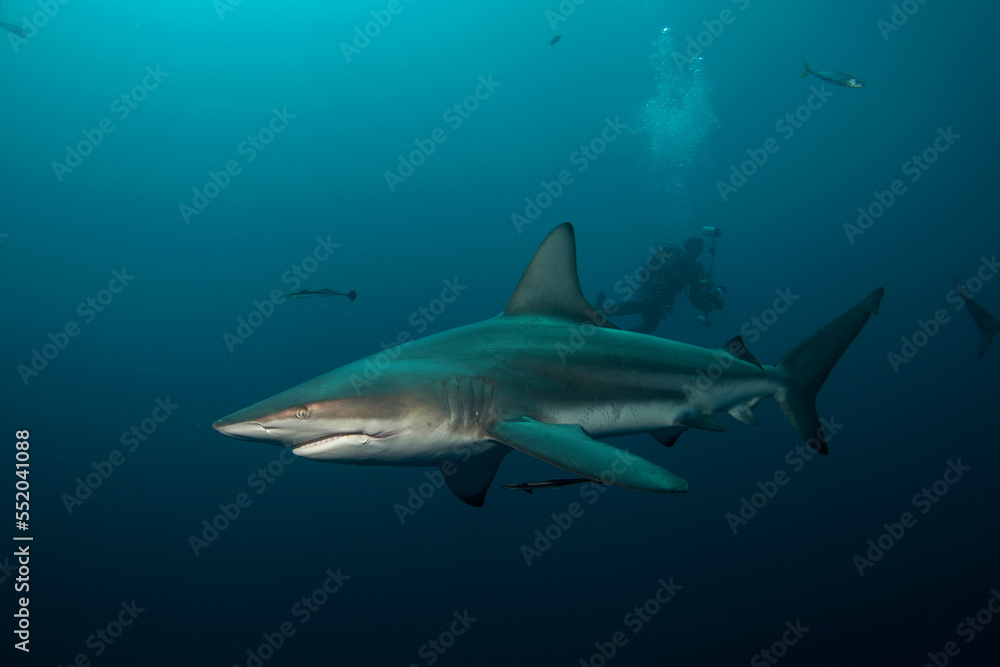 Black tip shark during dive. Sharks in the South Africa coast. Marine life in Indian ocean.
Black tip shark during dive. Sharks in the South Africa coast. Marine life in Indian ocean.