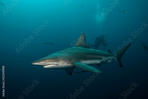 Black tip shark during dive. Sharks in the South Africa coast. Marine life in Indian ocean.  
