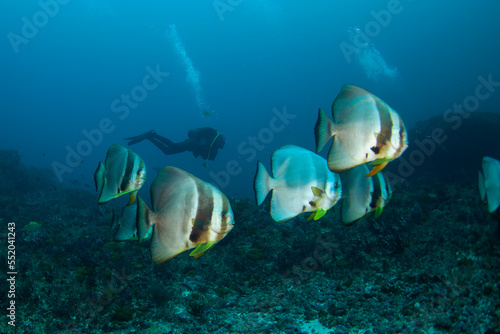 Batfish in the shoal. Shoal of fish  on the bottom of the Indian ocean. African coast.   © prochym