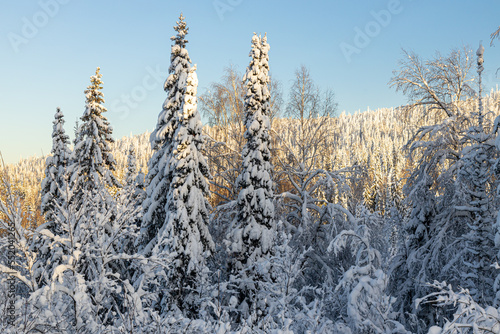 A snow-covered forest in the taiga on a winter day. beautiful landscape of winter coniferous forest. snow-covered fir trees.