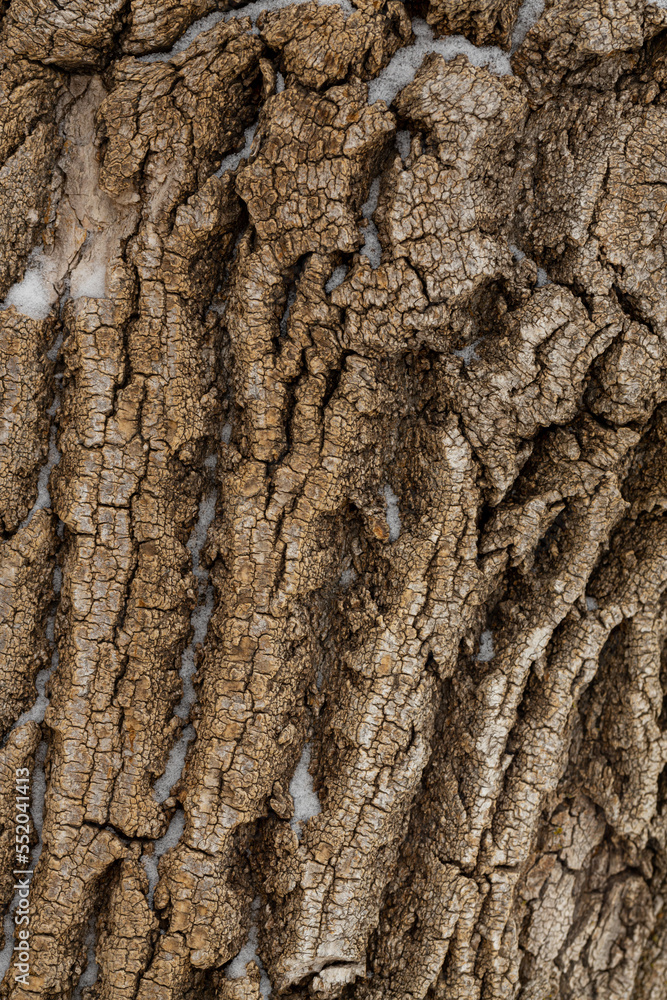 Close-up of tree bark. An old tree. many years ago. carbon sink. close-up macro photography. multiple use. background or backdrop. Close-up of tree bark. An old tree. many years ago. carbon sink. close-up macro photography. multiple use. background or backdrop.